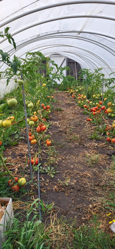 the greenhouse, 2024